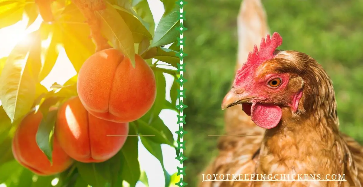 Can Chickens Eat Peaches: Are Peaches Safe For Chickens