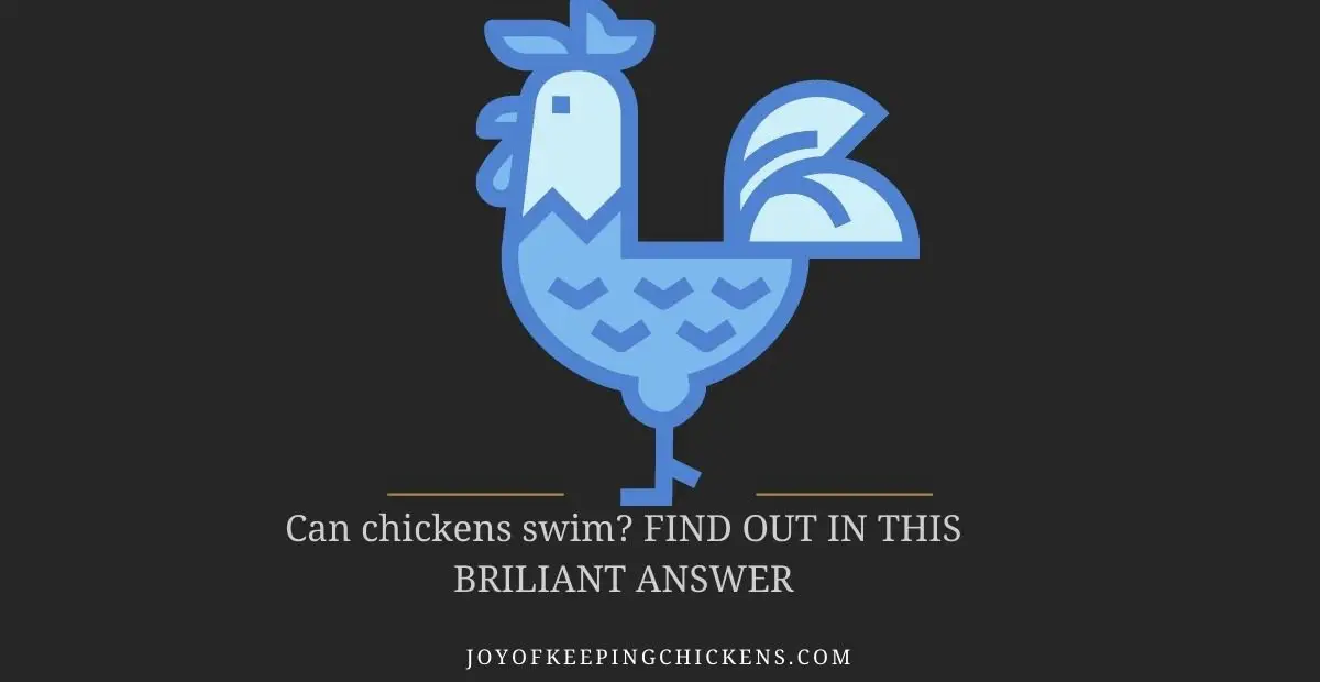 Can chickens swim? FIND OUT IN THIS BRILIANT ANSWER