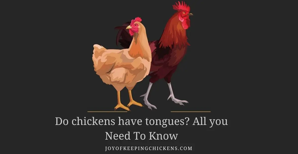 Do chickens have tongues? All you Need To Know