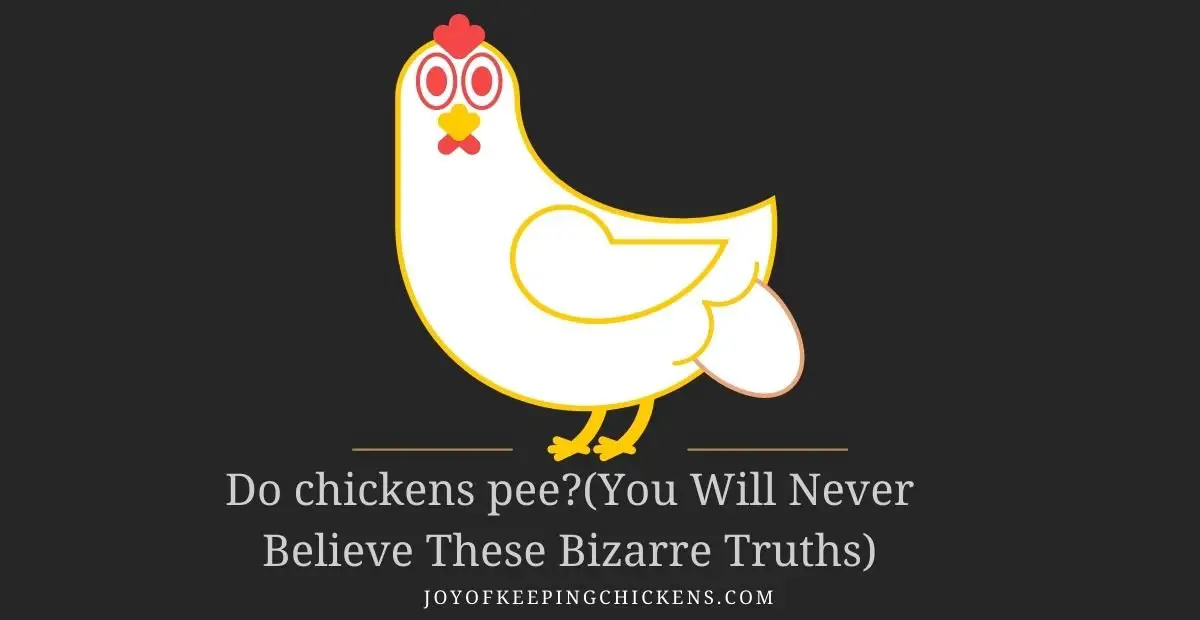 Do chickens pee?(You Will Never Believe These Bizarre Truths)