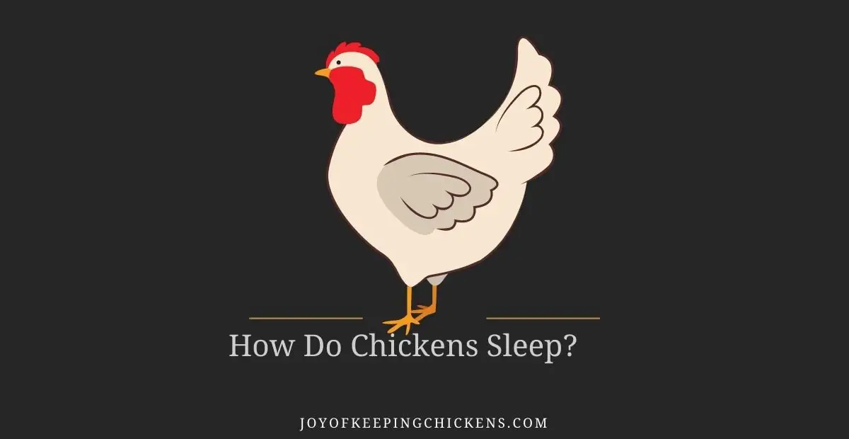 How Do Chickens Sleep?