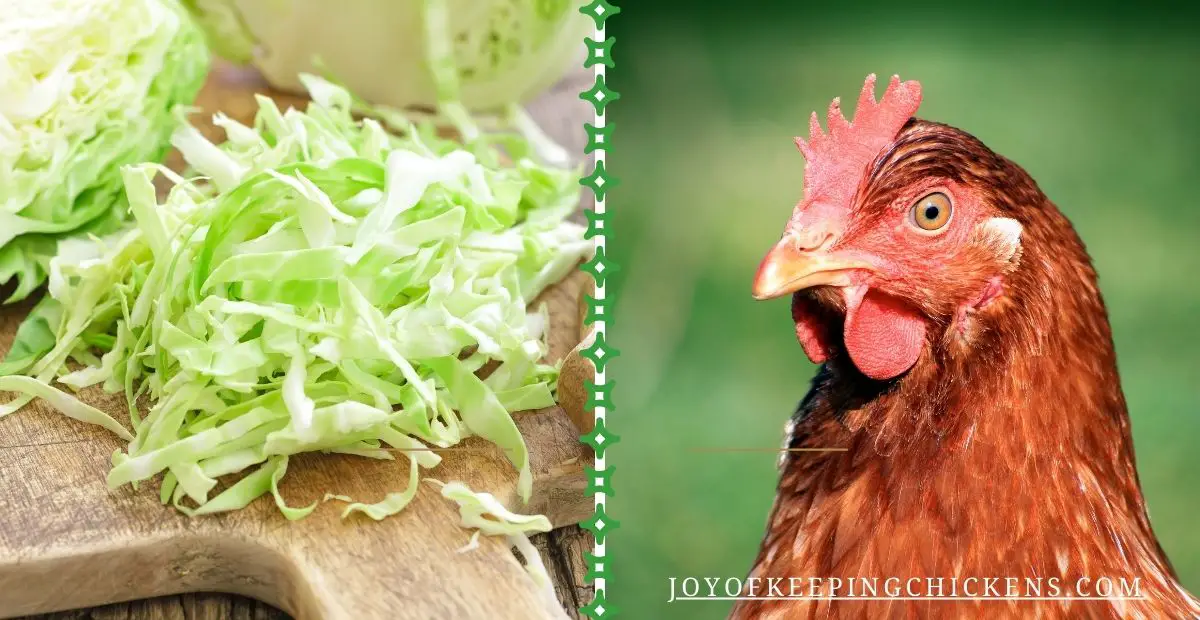 can chickens eat Cabbage
