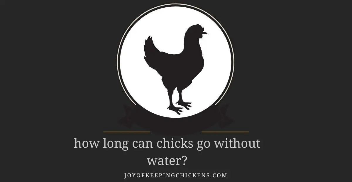 how long can chicks go without water?