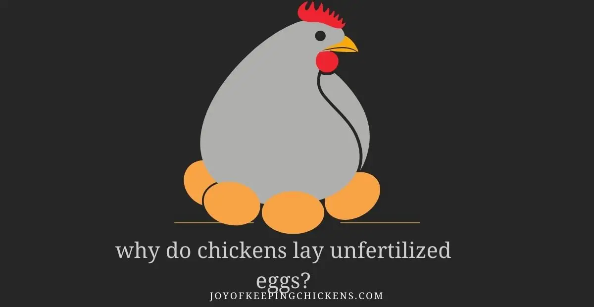 why do chickens lay unfertilized eggs?